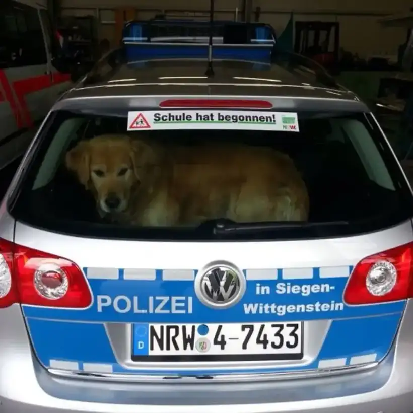 Polizeifahrzeug Siegen-Wittgenstein – Einsatz- & Sonderfahrzeuge von Münch Werbetechnik Siegen